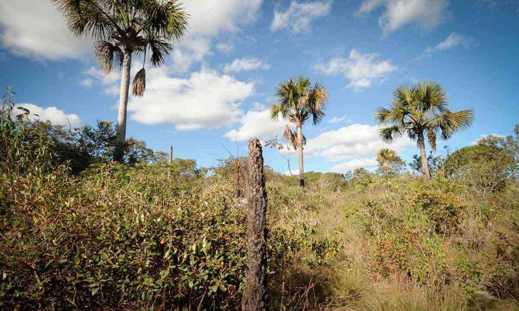 Vereda seca perto da nascente original do de-janeiro, que já não existe