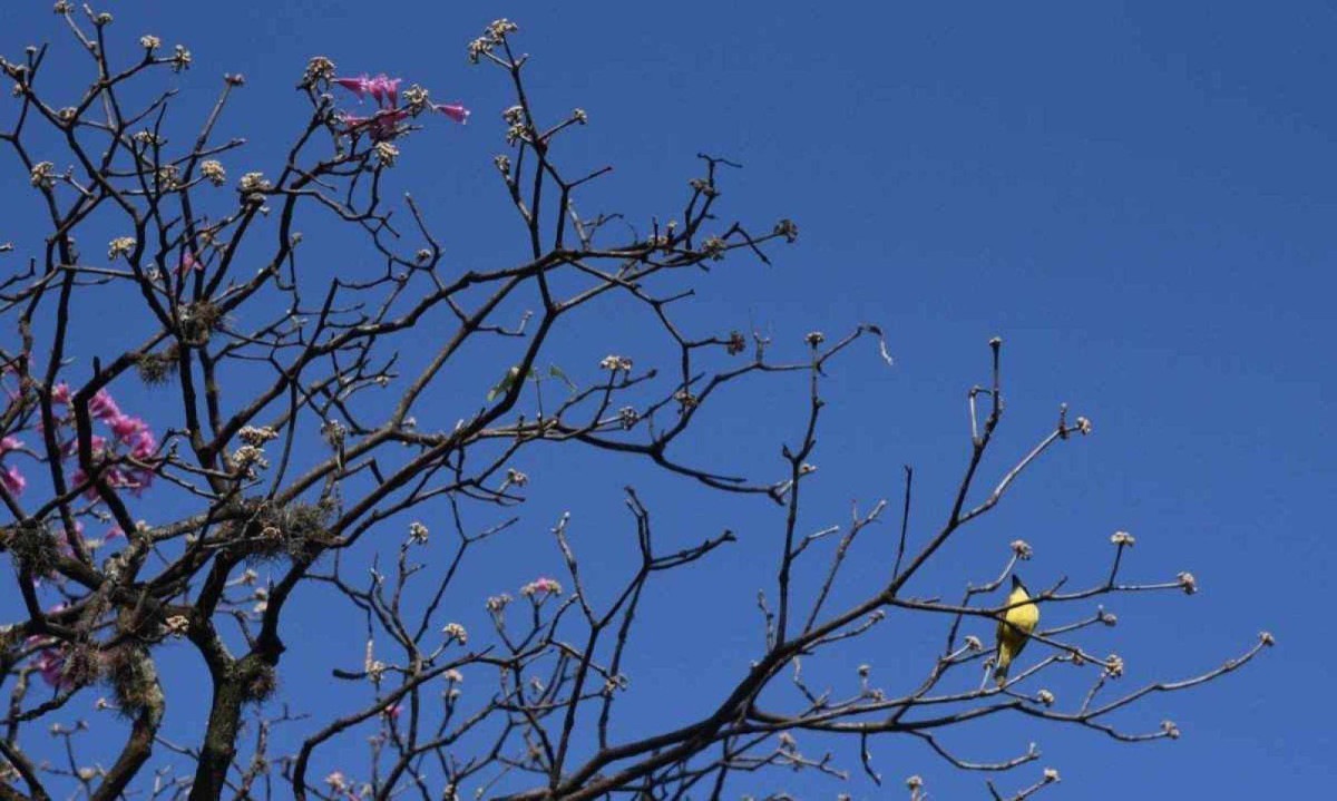 Quase 70% do estado está sob alerta para baixa umidade; 46 cidades estão sob risco -  (crédito: Gladyston Rodrigues/EM/DA Press)