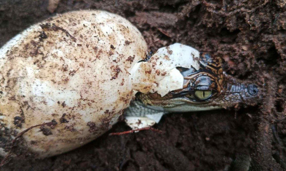 Moradores descobriram cinco ninhos de crocodilos em maio -  (crédito: Hor Leng/Fauna & Flora)