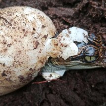 A espécie de crocodilo que voltou da beira da extinção - Hor Leng/Fauna & Flora