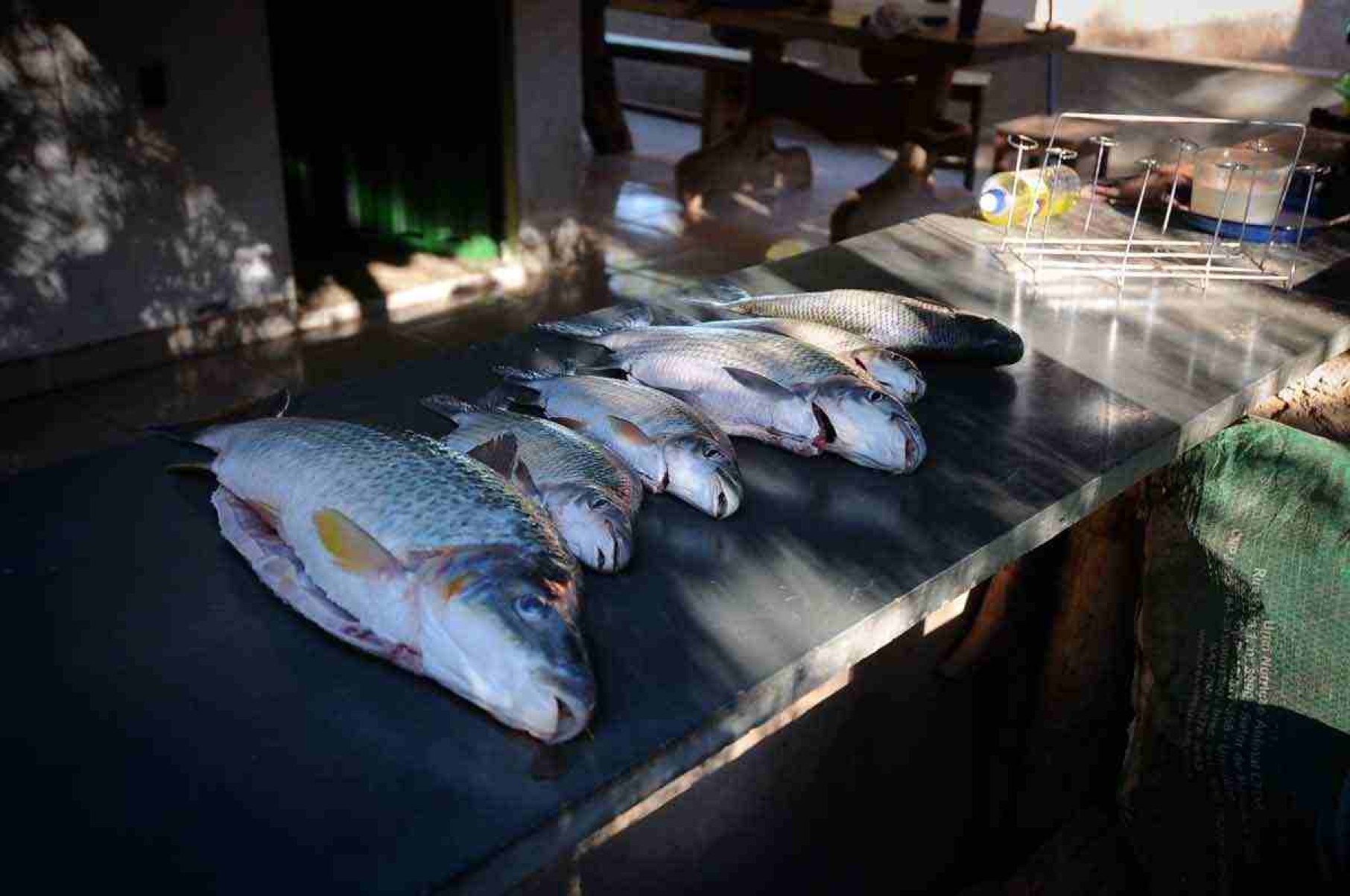 Peixes são oferecidos em ponto de pesca às margens do de-janeiro