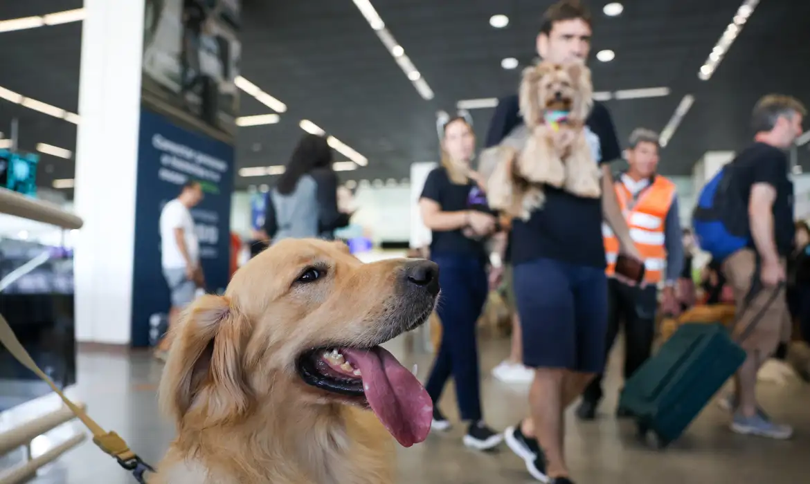 Convívio com animais traz benefícios à saúde física e mental do tutor -  (crédito: EBC - Geral)