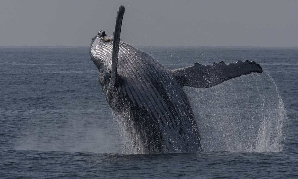 Baleia Jubarte salta na costa do Rio de Janeiro -  (crédito:  Eduardo Anizelli/Folhapress)