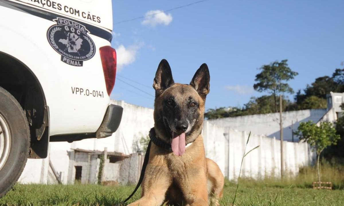 Destaque em ações da Polícia Penal, Fergus faz parte de uma equipe preparada para identificar objetos proibidos que possam estar dentro das grades  -  (crédito: Alexandre Guzanshe/EM/D.A PRESS)