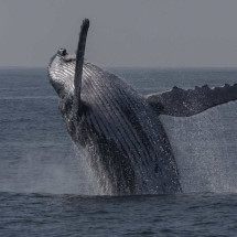 Aparição de baleias-jubarte no Brasil cresceu 30 vezes em 30 anos, dizem pesquisadores -  Eduardo Anizelli/Folhapress