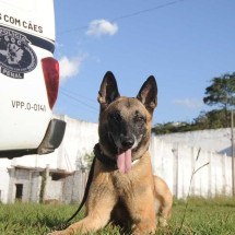 Fergus, o cão policial que se destaca no combate a drogas em presídios  - Alexandre Guzanshe/EM/D.A PRESS