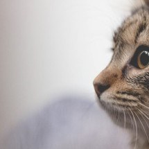 Ronronar: 5 curiosidades sobre o som característico emitido pelos gatos - Borna Bevanda Unsplash


