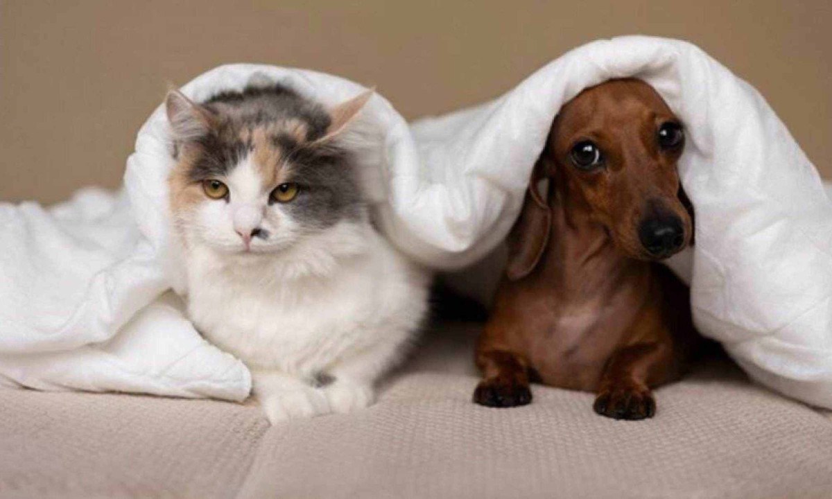 É comum que cães e gatos pareçam mais preguiçosos devido ao frio, buscando ficar mais tempo nas caminhas e cobertores e reduzindo atividades físicas -  (crédito: Freepik)