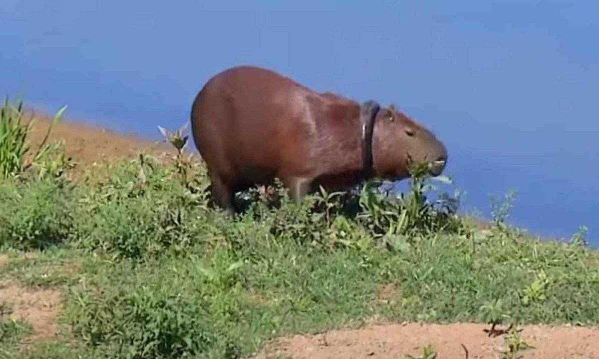 Bombeiros tentam há uma semana resgatar capivara com pneu no pescoço 