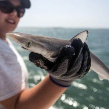 Por que tubarões na costa do Brasil testaram positivo para cocaína - BBC