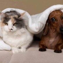 Clima frio e doenças articulares em pets: como evitar dores e desconfortos - Freepik