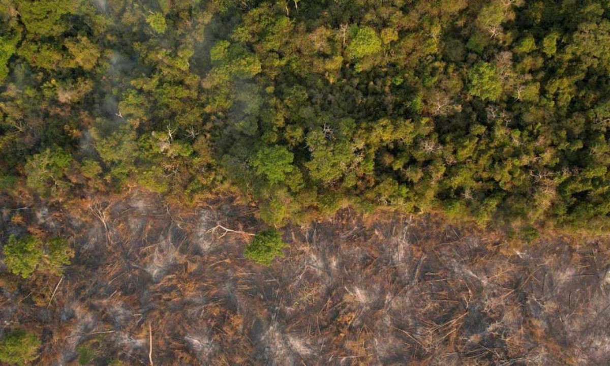 Cicatriz do fogo na floresta durante período de seca severa na região da Amazônia -  (crédito: Reprodução/Brigada de Alter)