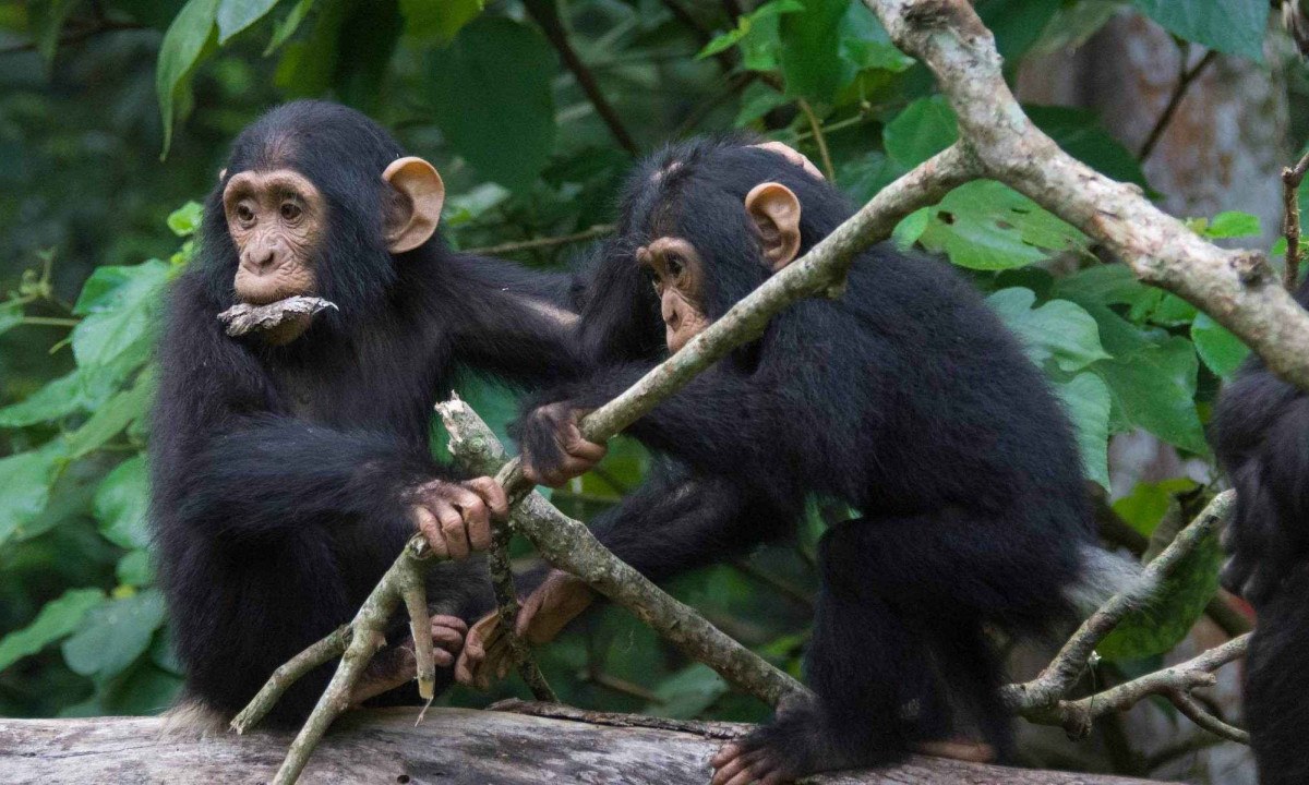 A incrível semelhança entre 'bate-papo' de chimpanzés e humanos -  (crédito: Cat Hobaiter)