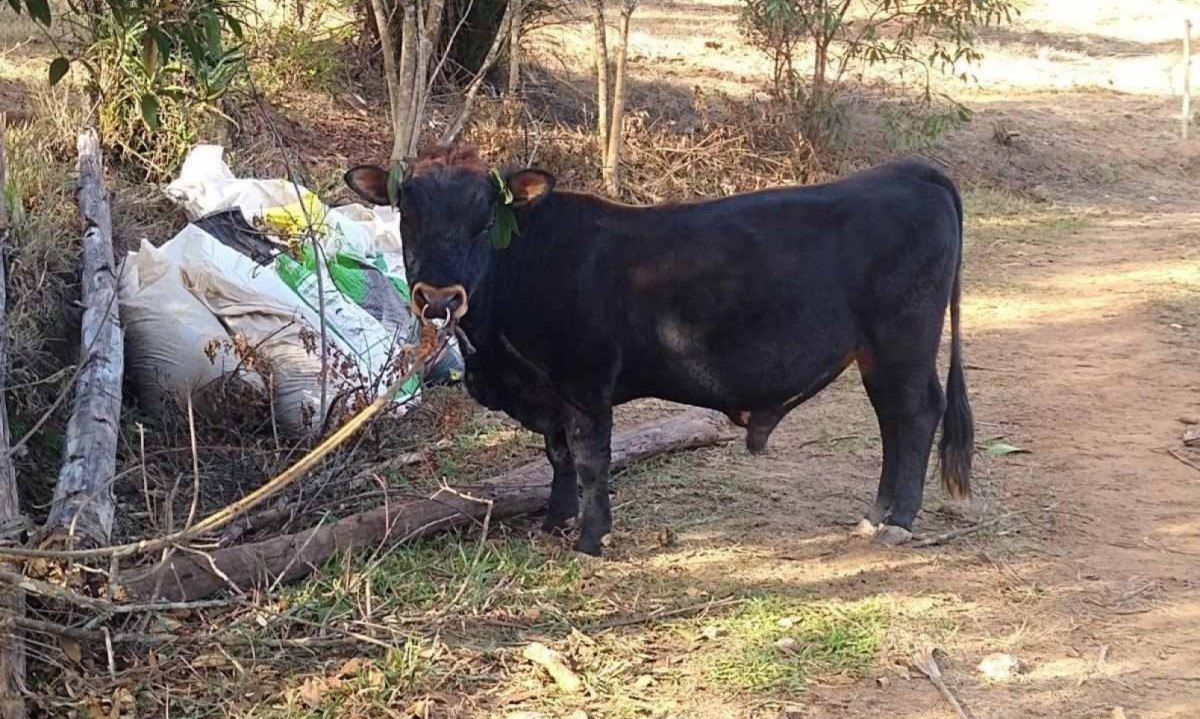 Vaqueiro morreu ao ser pisoteado por um boi na zona rural de Brumadinho -  (crédito: Divulgação)