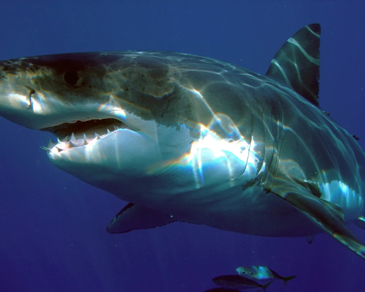 O tubarão branco tem fileiras de dentes serrilhados atrás dos principais, prontos para substituir qualquer um que se quebre -  (crédito: animalia/divulgação)