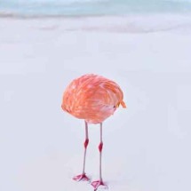Você sabia que os Flamingos dormem em pé? Veja curiosidades - - Reprodução Facebook CNN Brasil