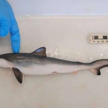 Concentração de cocaína em tubarões no país é risco para espécies ameaçadas - Fiocruz/Divulgação