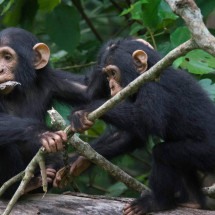 A incrível semelhança entre 'bate-papo' de chimpanzés e humanos - Cat Hobaiter