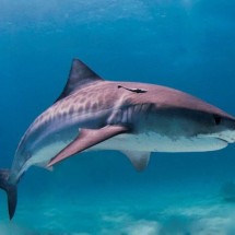 Pra quem não viu: Equipe da Netflix sofre ataque de tubarões - Albert kok for Wikimedia Commons