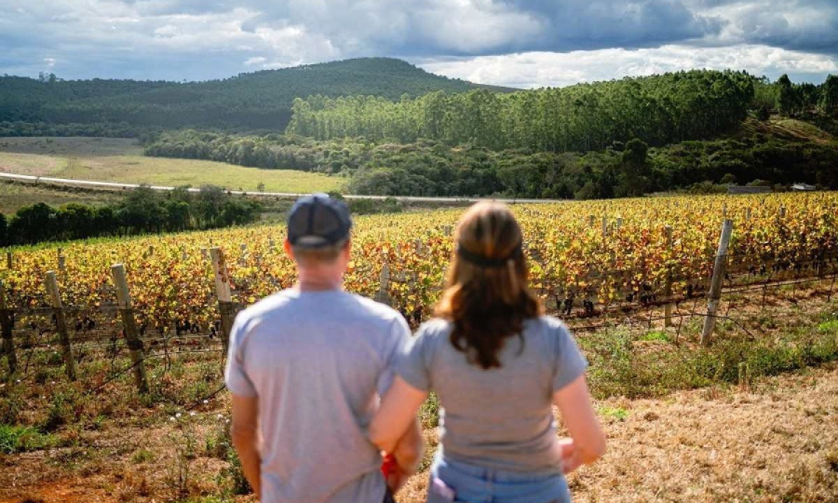 O vinhedo super charmoso reúne produção de vinhos mineiros - temos 3 variedades de uvas já sendo comercializadas -  (crédito: Victor Schwaner/Divulgação)