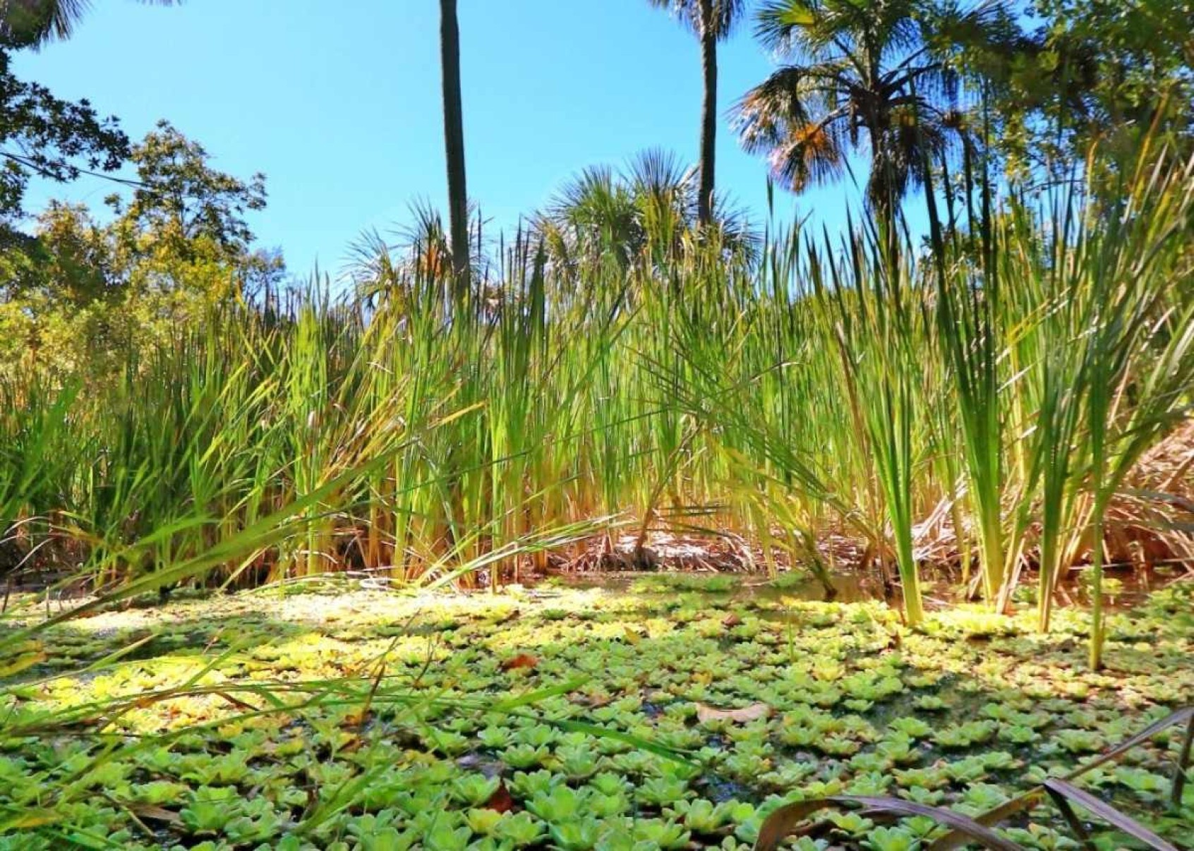 Vereda Água Doce