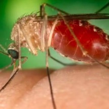 WebStories: Brasil registra primeiras mortes por febre oropouche no mundo