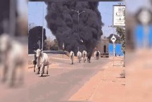 Vídeo: bois que seguiam para abate fogem após caminhão pegar fogo