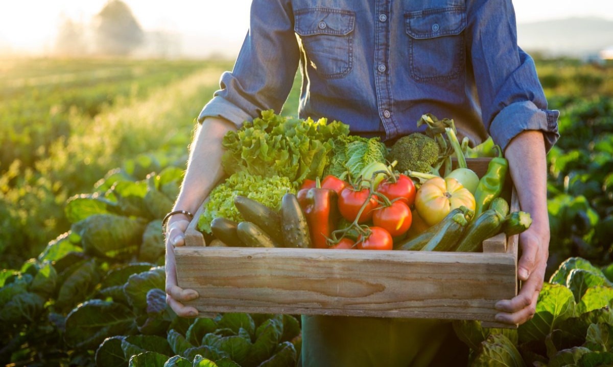 Dia do agricultor é um reconhecimento aos que produzem alimentos para o mundo -  (crédito: DINO)