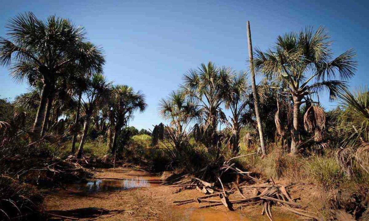 Vereda São José, destaque na obra de Guimarães Rosa, é uma das que agonizam e têm expectativa de recuperação por intervenção do MP

 -  (crédito: Alexandre Guzanshe/EM/D.A Press)