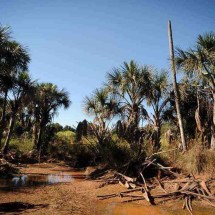 MPMG investiga degradação ambiental denunciada em reportagens do EM - Alexandre Guzanshe/EM/D.A Press