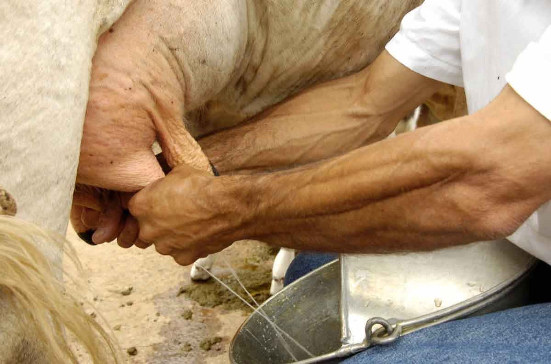 Mastite provoca alerta na produção leiteira de Minas Gerais 