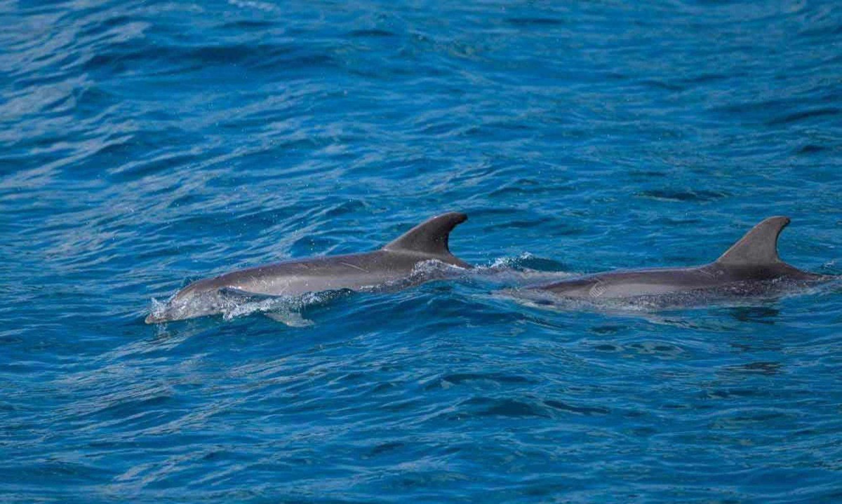 Para sensibilizar a população, o município organiza passeios de verão gratuitos em colaboração com o World Wildlife Fund (WWF), que permitem aos visitantes percorrer o estreito e avistar golfinhos -  (crédito: fotos Yasin AKGUL / AFP)