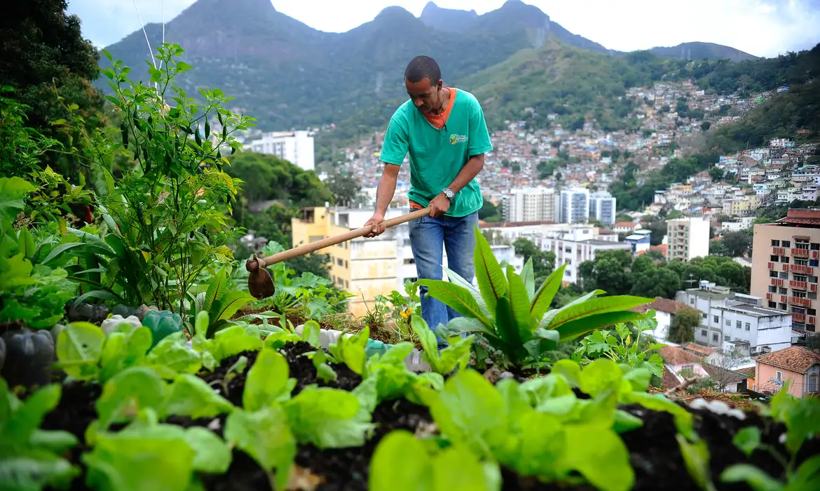 Nova lei pretende estimular a produção de alimentos nas cidades -  (crédito: EBC)