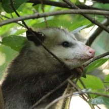 COVID-19: vírus se espalhou em animais selvagens, dizem pesquisadores - Joseph Hoyt/Virginia Tech