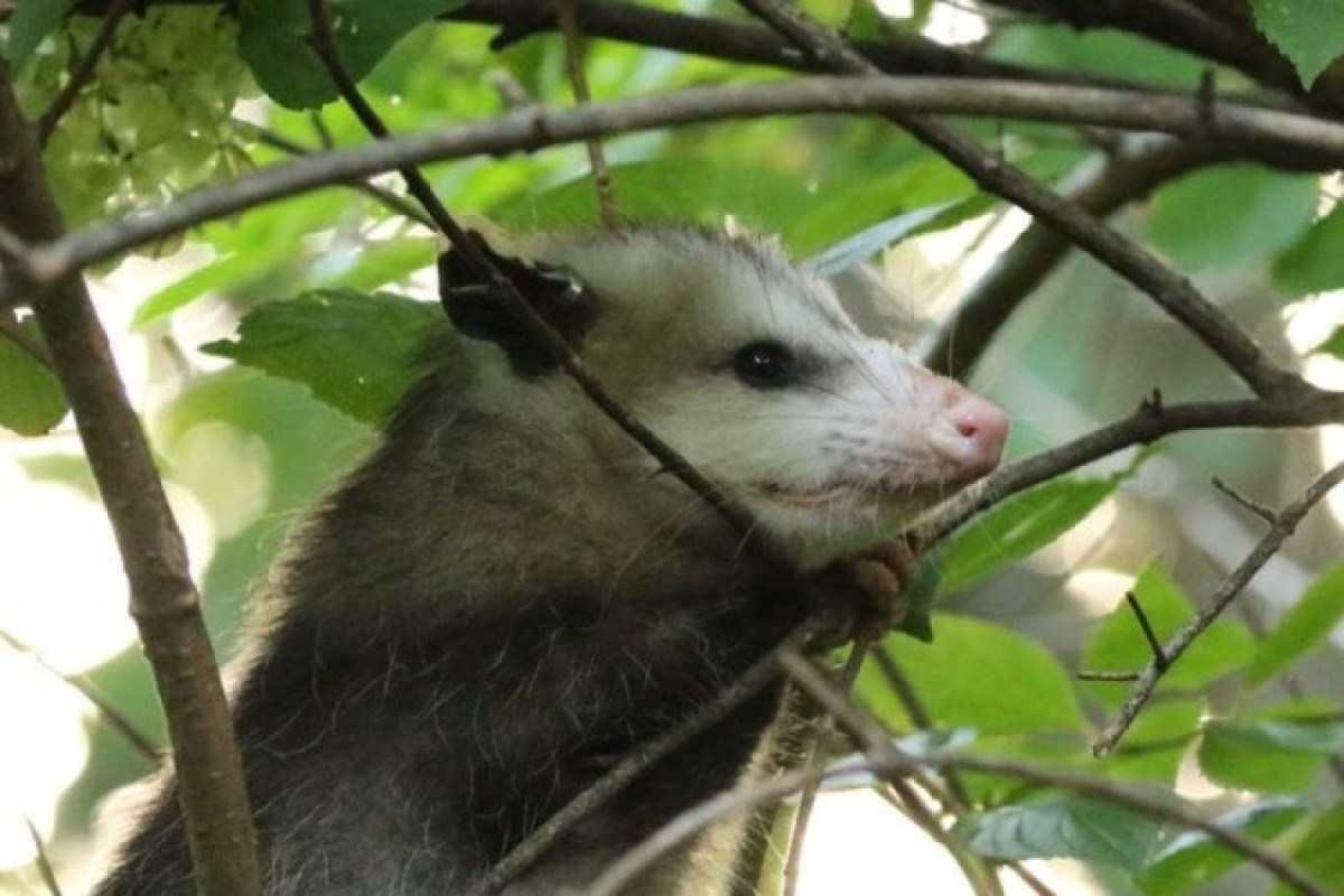 COVID-19: vírus se espalhou em animais selvagens, dizem pesquisadores