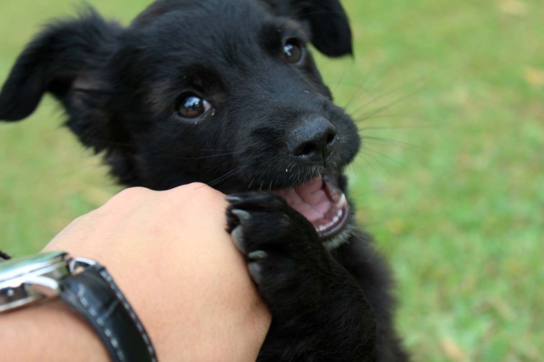 Pet envenenado? Saiba primeiros socorros para salvar seu animalzinho 