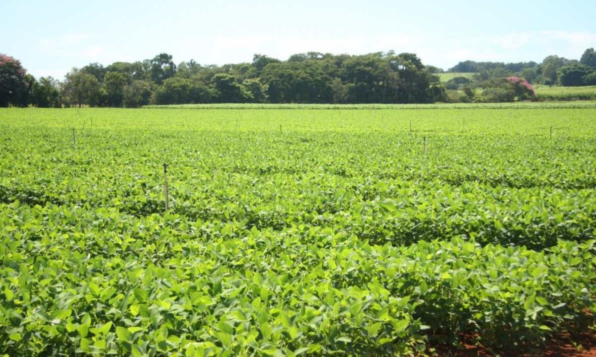 Nas práticas agrícolas modernas, os agrotóxicos ou pesticidas são essenciais para garantir altos rendimentos de colheitas e segurança alimentar -  (crédito: Rodolfo Grabner/Divulgação)