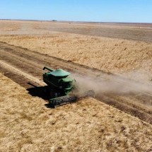 Agronegócio Estrondo bate recorde em colheita de braquiária - DINO