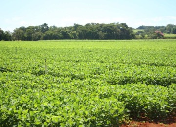 Nas práticas agrícolas modernas, os agrotóxicos ou pesticidas são essenciais para garantir altos rendimentos de colheitas e segurança alimentar -  (crédito: Rodolfo Grabner/Divulgação)