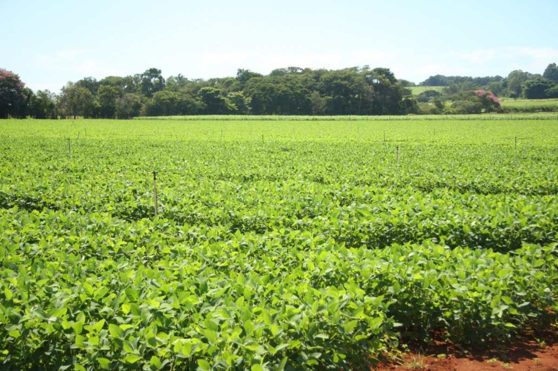 Agrotóxicos e o risco de câncer