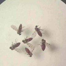 Primeira morte fetal por Oropouche no Brasil preocupa Ministério da Saúde  - Bruna Sena do Nascimento/Laboratório de Entomologia Médica/SEARB/IEC