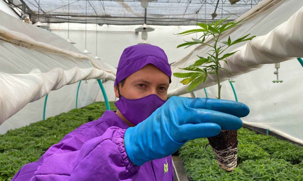 Luisa Fernanda Gaitán verifica a qualidade das flores de cannabis que sua empresa vai exportar à Alemanha e à Suíça -  (crédito: Leandro Prazeres/BBC News Brasil)