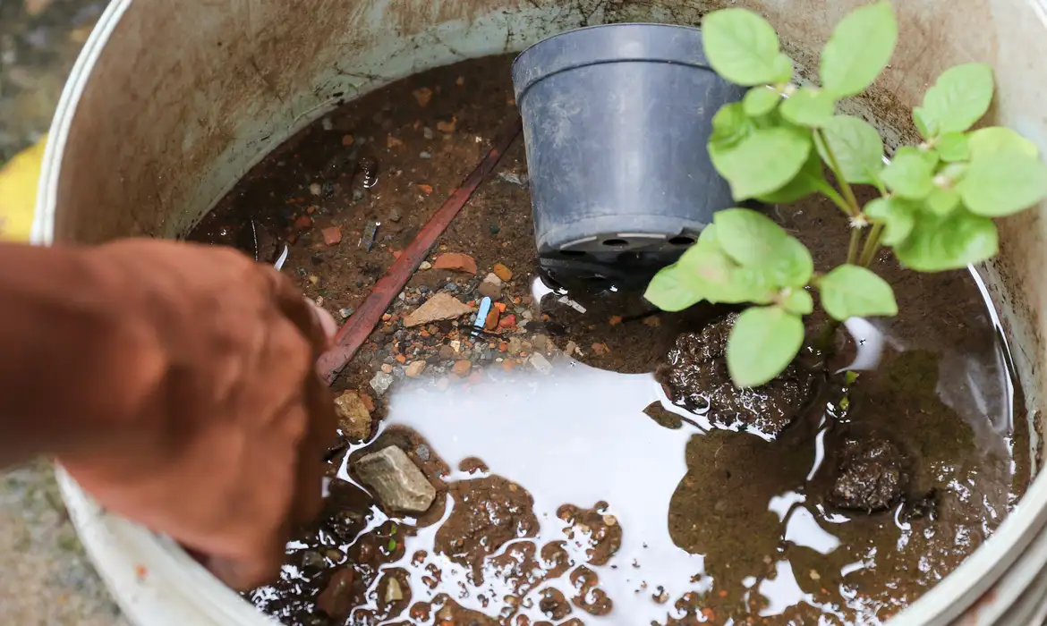 Brasil ultrapassa marca de 5 mil mortes por dengue -  (crédito: EBC)