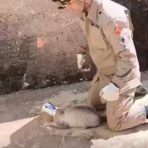 Gato prende cabeça em lata e é resgatado após ficar sem ar; veja o vídeo - Reprodução CBMGO