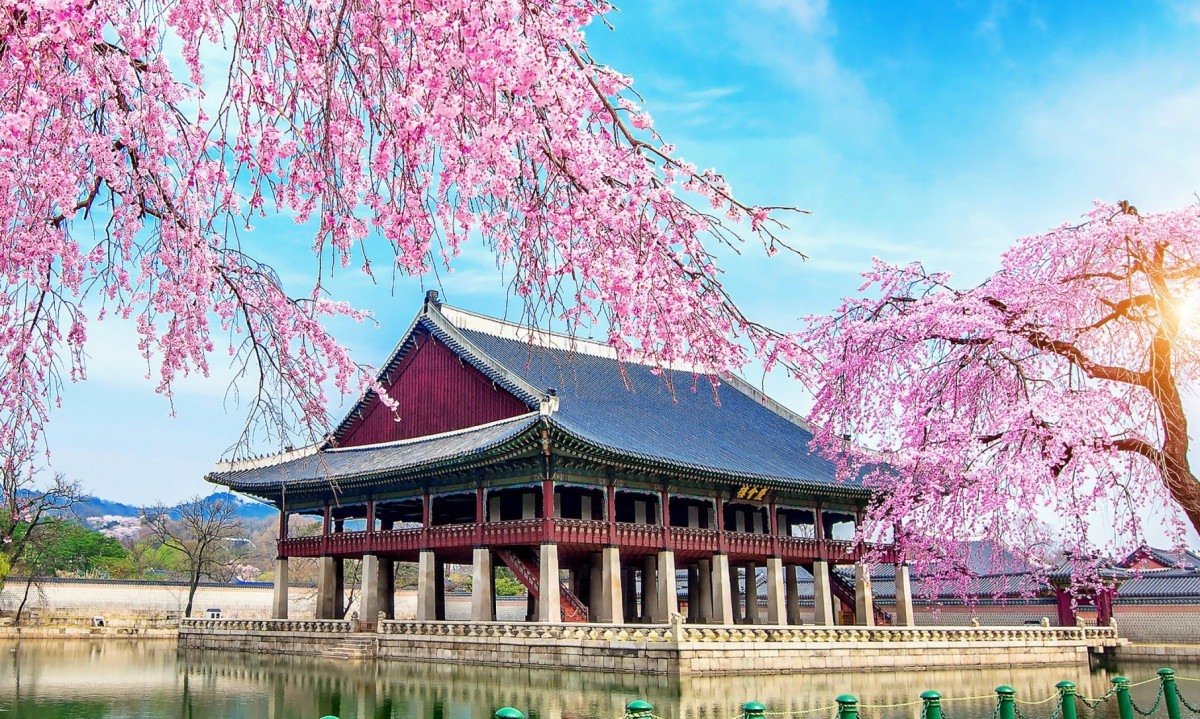  Gyeongbokgung Palace with cherry blossom in spring, Seoul in Korea.
     -  (crédito:  Guitar_Tawatchai)