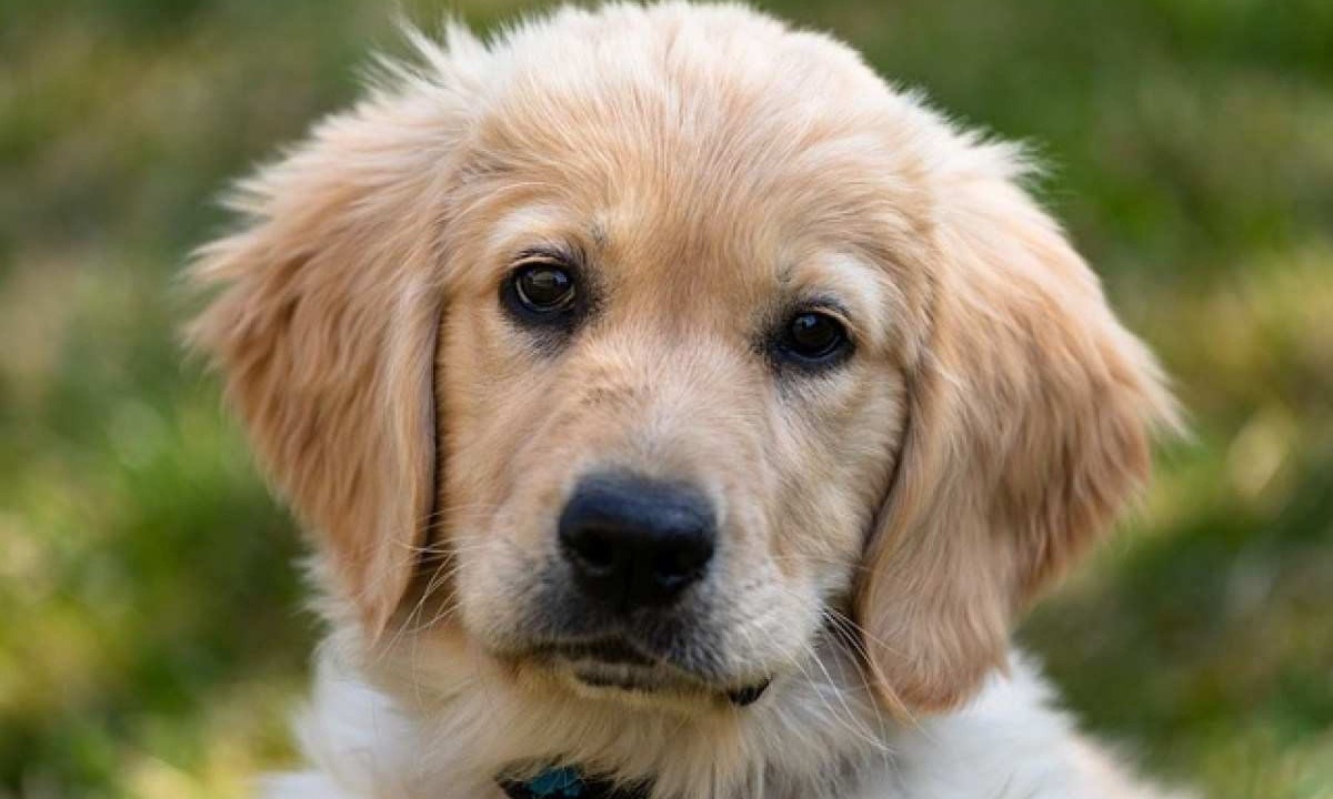 Golden retriever caiu do quinto andar do prédio -  (crédito: Pixabay/Reprodução)