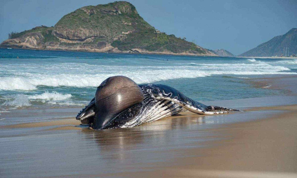 Baleia Jubarte morta na praia do Recreio, nesta quinta, dia 08 de Agosto, no Rio de Janeiro -  (crédito: Cristiane Mota /Fotoarena/Folhapress)