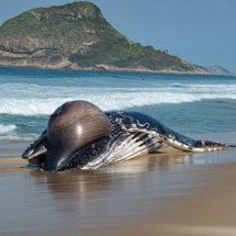 Baleia é encontrada morta em praia no Recreio dos Bandeirantes, no Rio - Cristiane Mota /Fotoarena/Folhapress