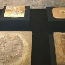 Museu Nacional recebe crânio de Pterossauro - Reprodução TV Globo