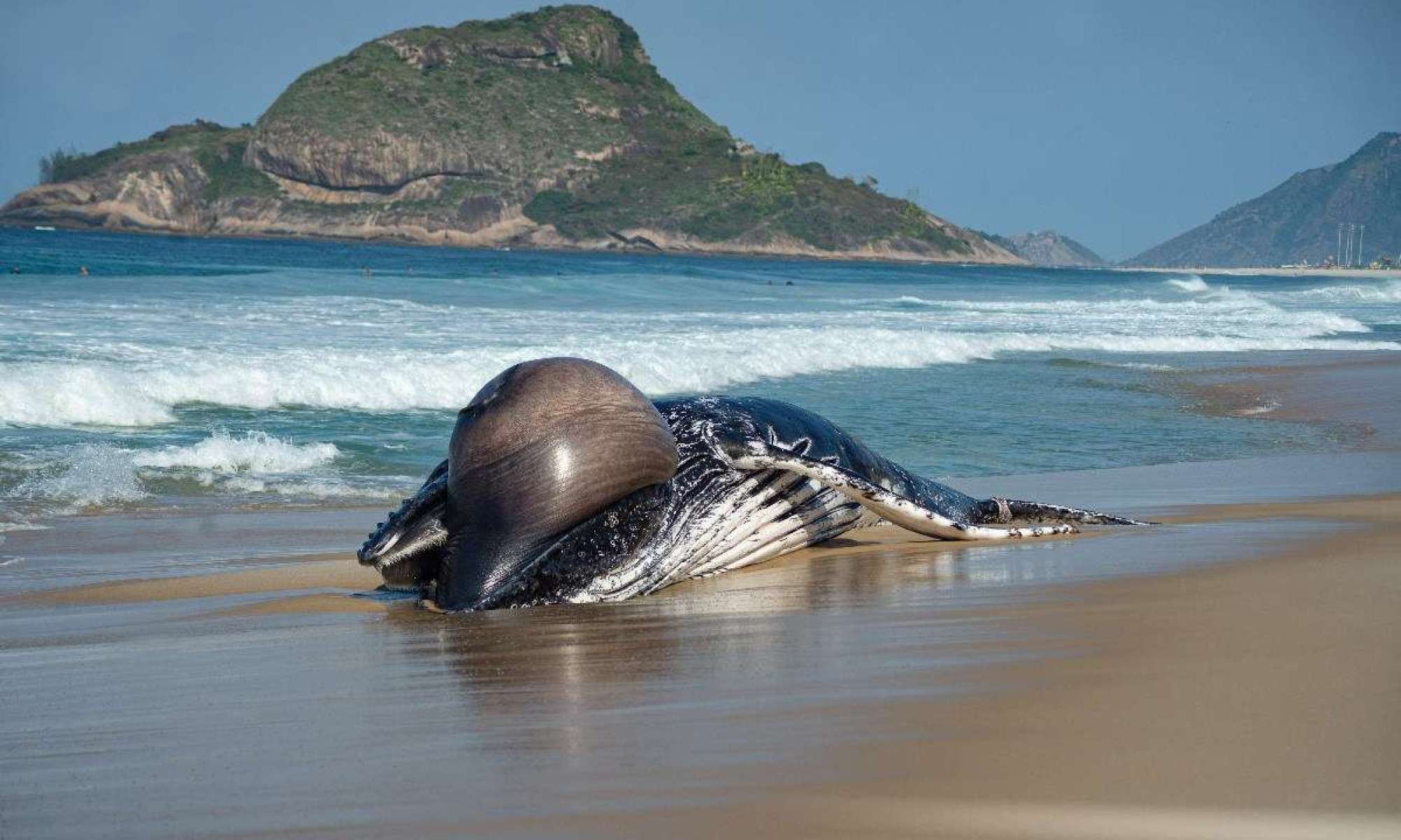 Baleia é encontrada morta em praia no Recreio dos Bandeirantes, no Rio